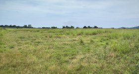 海南省直辖县昌江黎族自治县十月田镇保平村土地综合整治项目二 耕地180亩后期种植管护招标