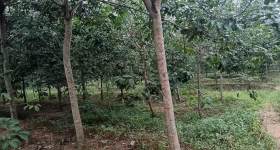海南省直辖县琼中黎族苗族自治县海胶集团阳江分公司新进17队230.46亩胶园林下农业土地出租