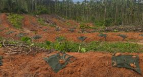 海南省直辖县琼海市海胶集团东太分公司东平东风队104.28亩胶园林下土地出租