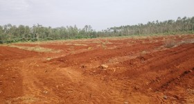 海南儋州市海胶集团西联分公司新盈片区新昌队216.25亩胶园林下农业土地出租