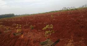 海南儋州市海胶集团西联分公司新盈片区新兴队325.59亩胶园林下农业土地出租