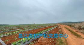 昌江黎族自治县十月田镇才地村委会波兰沟村小组坡丙地262.73亩集体土地流转