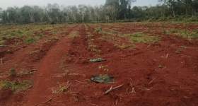 海南儋州市海胶集团西联分公司新盈片区江花、新兴队322.53亩胶园林下农业土地出租