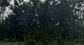 海南儋州市海胶集团西联分公司新盈片区新宝队211.84亩胶园林下农业土地出租