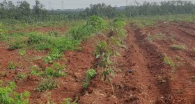 海南儋州市海胶集团西联分公司新盈片区东田队179.33亩胶园林下农业土地出租