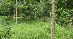 海南省直辖县白沙黎族自治县海胶邦溪分公司邦溪片区12、17队1500亩胶园林下农业土地出租