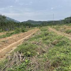 海南省直辖县琼中黎族苗族自治县海胶集团阳江分公司新进7队32.5亩胶园林下农业土地出租