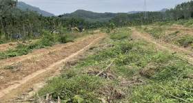 海南省直辖县琼中黎族苗族自治县海胶集团阳江分公司新进7队32.5亩胶园林下农业土地出租