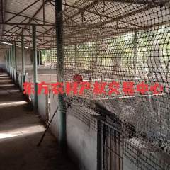 省直辖县东方市大田镇报白村5.15亩鱼塘猪圈出租  