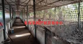 省直辖县东方市大田镇报白村5.15亩鱼塘猪圈出租  