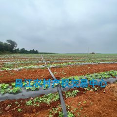 昌江黎族自治县十月田镇才地村委会波兰沟村小组坡丙地262.73亩集体土地流转