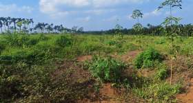 海南省直辖县定安县金鸡岭分公司金鸡岭片原11队38.5亩林下土地出租