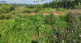 海南省直辖县定安县金鸡岭分公司金鸡岭片原6队437.3亩林下土地出租