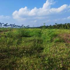 海南省直辖县定安县金鸡岭分公司金鸡岭片原15队216.5亩林下土地出租