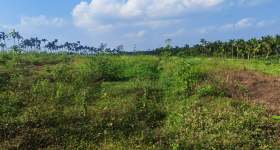 海南省直辖县定安县金鸡岭分公司金鸡岭片原15队216.5亩林下土地出租