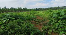 海南省直辖县定安县金鸡岭分公司金鸡岭片原13队312.1亩林下土地出租