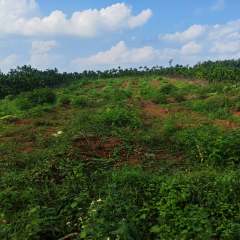 海南省直辖县定安县金鸡岭分公司金鸡岭片原14队68.3亩林下土地出租