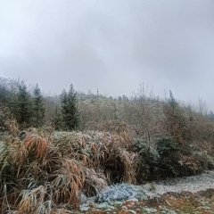 丰城市淘沙镇桥亭村委会塘木坑油茶山