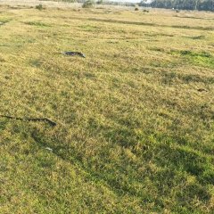 海南省直辖县文昌市文昌坡柳生态农业发展有限公司136.2388亩农田出租