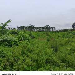 海南海口市琼山区金鸡岭分公司红明片原47队16.2亩土地出租