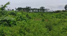 海南海口市琼山区金鸡岭分公司红明片原47队16.2亩土地出租