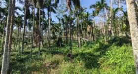 省直辖县保亭黎族苗族自治县三道镇坝头农场22.7118亩集体地流转