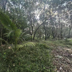 海南省直辖县万宁市兴隆华侨农场60队223.46亩用地租赁项目