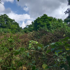 海南省直辖县万宁市兴隆华侨农场电站队咖啡基地75.15亩用地租赁项目