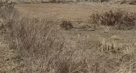 丰城市荷湖乡南江村委会水田