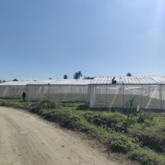 海南省直辖县屯昌县台风季节应急保供蔬菜（屯昌）基地大棚（地块四、五91亩）合作项目