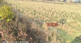 丰城市荷湖乡南江村委会水田