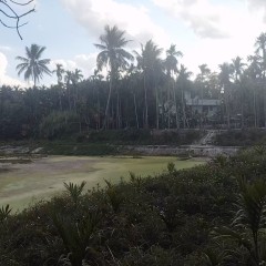 省直辖县屯昌县屯城镇新南社区新西组5.1亩鱼塘出租