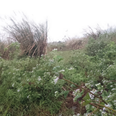 省直辖县万宁市和乐镇六连村委会17.5亩集体土地出租项目