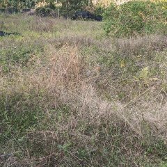 海南省直辖县白沙黎族自治县打安镇南达村委会木瓜村188.3亩集体土地出租