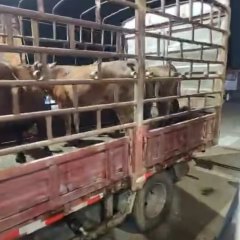 海南省直辖县白沙黎族自治县七坊镇打金村委会56头黄牛出售