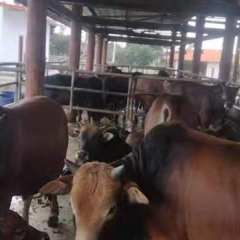 海南省直辖县文昌市文昌加美生态农业发展有限公司60头小黄牛出售