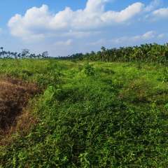 海南省直辖县定安县金鸡岭分公司金鸡岭片原16队66.1亩林下土地出租