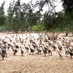 省直辖县澄迈县永发镇澄迈衍旭种养专业合作社2026年福鹅生物性资产预售项目