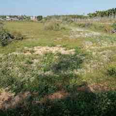 澄迈县金江镇山口村委会加来上村两地块合计76.54亩出租