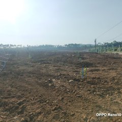 海南省直辖县定安县海南农垦南金农场荔枝产业基地林下388.14亩空地出租