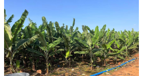 海南省直辖县澄迈县西达农场公司红光基地建设队222.21亩耕地出租