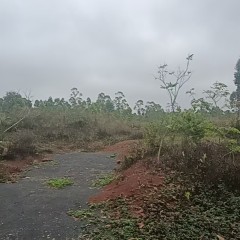 临高县博厚镇洋大村委会洋大村小组125.52亩土地发包