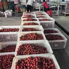 海南省直辖县定安县定城镇海南天耀灏怡农业科技有限公司20万斤粉千禧圣女果出售