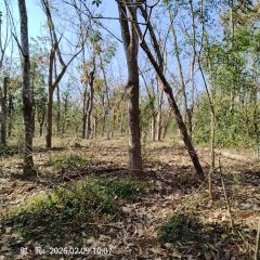 海南儋州市海胶集团西联分公司新盈片区八一队18.83亩胶园林下农业土地出租