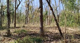 海南儋州市海胶集团西联分公司新盈片区八一队18.83亩胶园林下农业土地出租