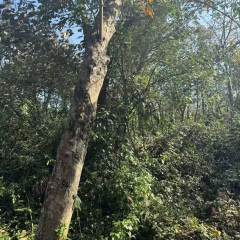 海南儋州市海胶集团西联分公司新盈片区新春队12.16亩胶园林下农业土地出租