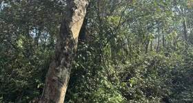 海南儋州市海胶集团西联分公司新盈片区新春队12.16亩胶园林下农业土地出租