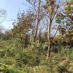 海南儋州市海胶集团西联分公司新盈片区东田队13.03亩胶园林下农业土地出租