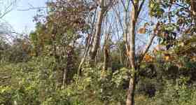 海南儋州市海胶集团西联分公司新盈片区东田队13.03亩胶园林下农业土地出租