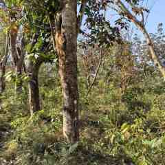 海南儋州市海胶集团西联分公司新盈片区东田队21.41亩胶园林下农业土地出租